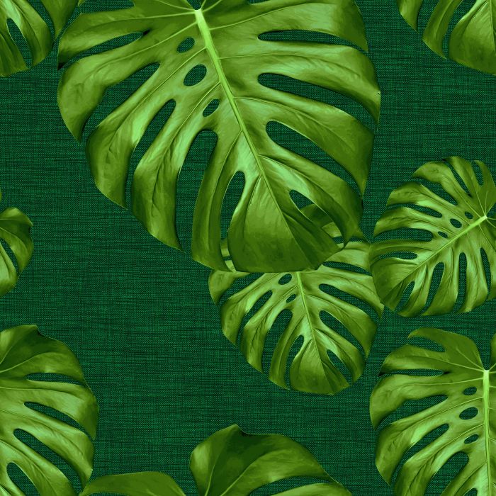 MONSTERA