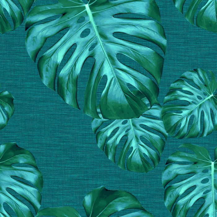 MONSTERA