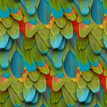 PLUMES