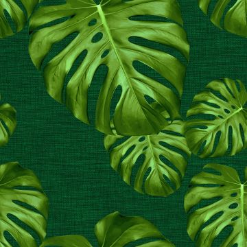 MONSTERA