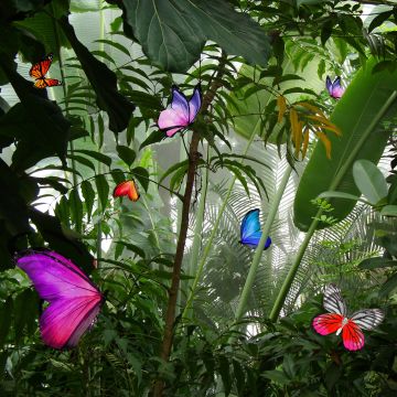 AMAZONIA